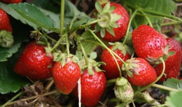 Клубника кислая: одна ошибка, которая портит вкус — и как исправить за сезон