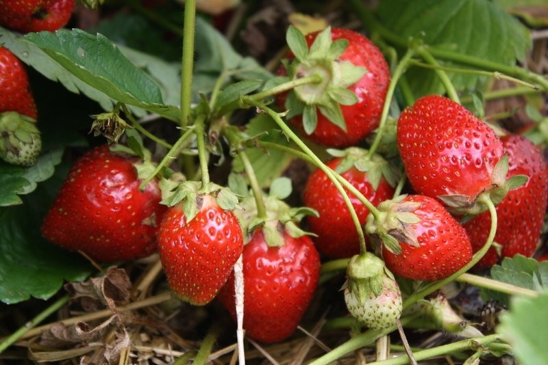 Клубника кислая: одна ошибка, которая портит вкус — и как исправить за сезон