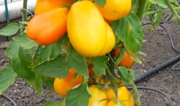 Четыре томата-гнома, которые покорят вкусом и взорвут урожаем: новинки сезона