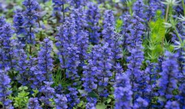 Живучка ползучая: растение, которое вытеснит сорняки и украсит сад без усилий