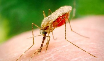 Комары в саду: народные средства, которые работают без химии — что посадить и как использовать