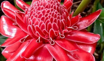 Роза Императора: тропическое чудо, которое цветёт восковыми звёздами и названо в честь Николая I