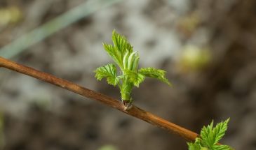 «Малина без этой подкормки уйдёт в ботву»: схема мая, которая даёт вёдра крупной ягоды