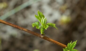 Малина весной: одна подкормка, которая удваивает урожай, — и ягоды станут слаще