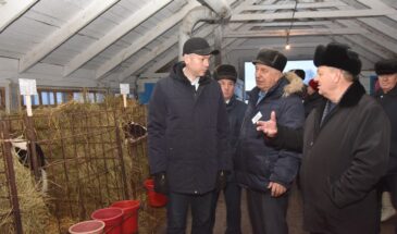 Великий исход: буренок уничтожали только в личных хозяйствах, и делали это не просто так