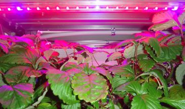 «Альпина Радуга», «Искушение», «Лоран»: какие сорта клубники реально плодоносят на подоконнике — выбор агрономов