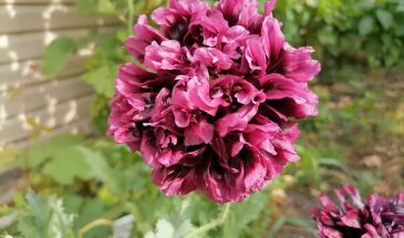 Махровый мак: где посадить, чтобы он «заиграл» — 5 идеальных мест в саду