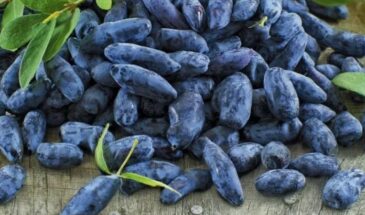 Одна подкормка весной — и ягод столько, что раздаёте соседям: секрет для жимолости и крыжовника