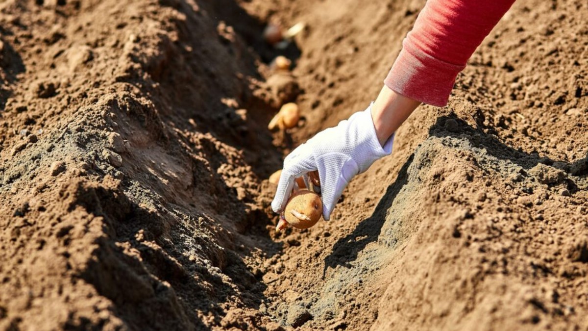 Одна горсть в лунку: секрет дачников, который даёт урожай картошки без химии