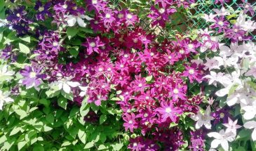 Весна — время обновок: клематисы, которые превратят сад в королевский цветник