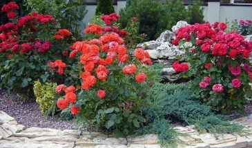 Штамбовые, кустарниковые или плетистые: какие розы выбрать для клумбы, чтобы не жалеть о посадке