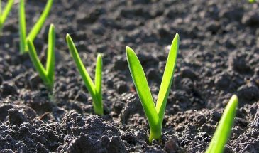 «Абрек», «Викторио», «Еленовский»: когда сажать чеснок в апреле, чтобы луковицы выросли крупными