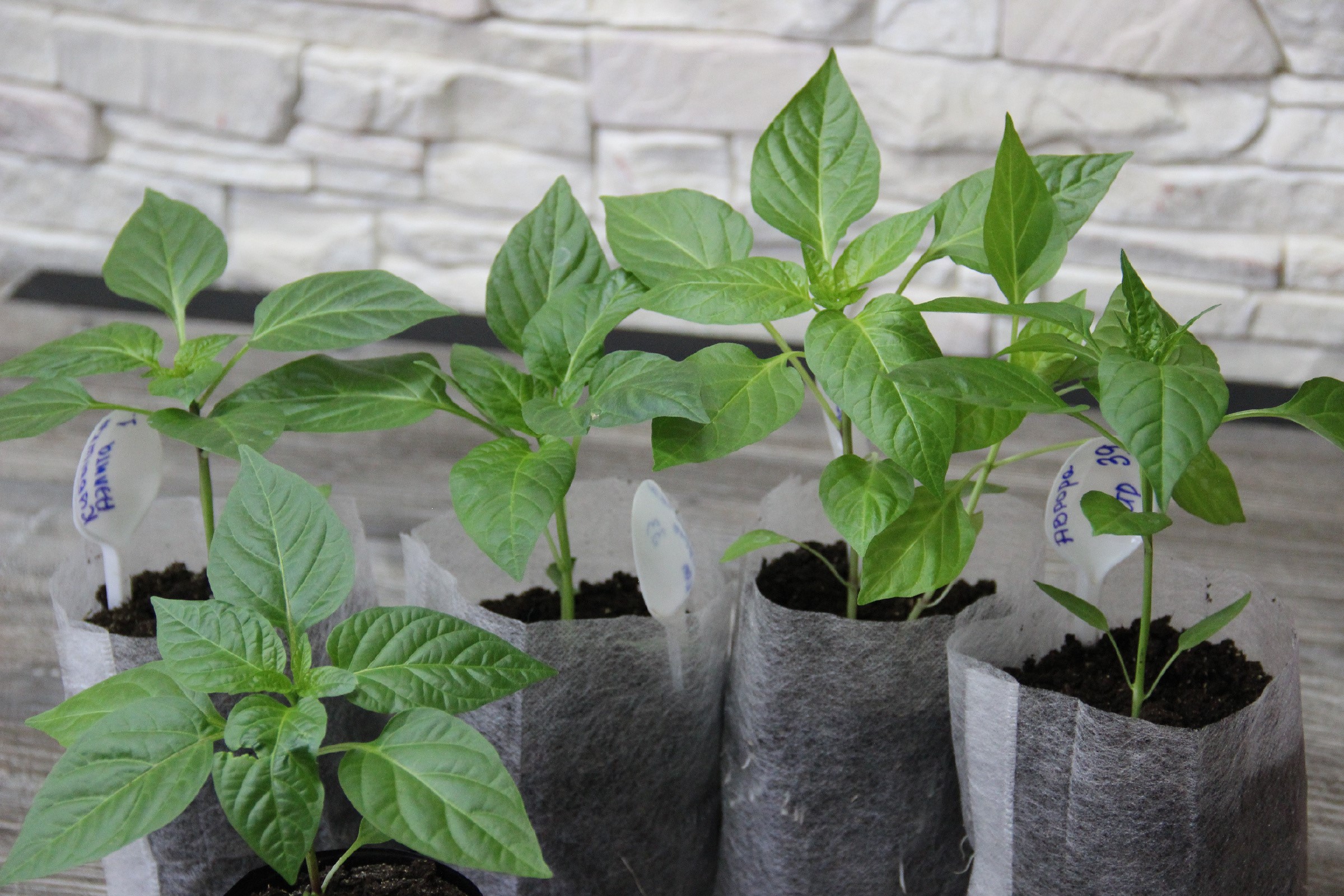 Уход за перцем после пикировки: одна ошибка с поливом — и рассада замрёт на месяц