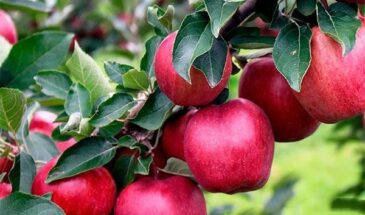 Красная мякоть сводит с ума садоводов: почему этот сорт яблок называют зимним чудом