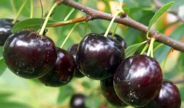«Эти вишни не болеют»: 3 сорта нового поколения, которые изменят ваш сад