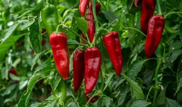 «Осторожно, огонь во рту!»: 14 сортов жгучего перца, которые сведут с ума даже бывалых дачников