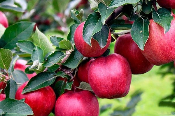 Красная мякоть сводит с ума садоводов: почему этот сорт яблок называют зимним чудом