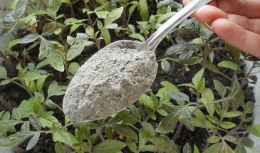 Зола вместо дорогих удобрений: советский лайфхак, который делает рассаду крепкой за неделю