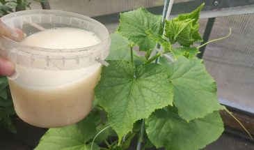Скисло молоко? Не в раковину — под огурцы: копеечная подкормка, которая даёт вёдра плодов