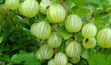 Где нельзя сажать крыжовник: 5 зон, в которых ягодник зачахнет — ошибка, которую допускают 9 из 10 дачников