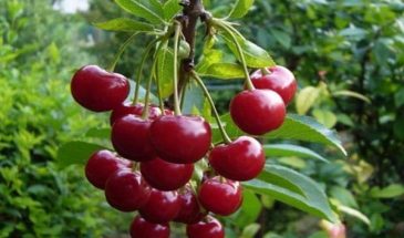 «Эти вишни созреют, когда другие уже отошли»: 4 поздних сорта, которые спасут ваш урожай