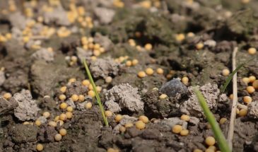 Какие сидераты посеять весной: один приём — заменит удобрения и вернёт плодородие почве