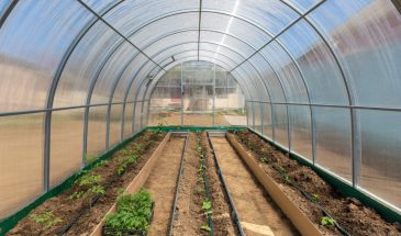 «Огурцы с помидорами — развод на урожай?»: вся правда о соседях в теплице, которую скрывают агрономы