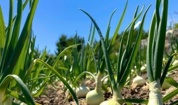 Бронзовый красавец: почему лук Боско F1 выбирают для зимнего хранения — секреты урожая, который не гниёт до весны