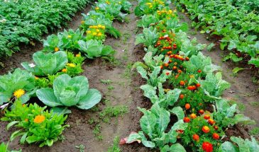 Зачем фермеры сажают бархатцы в капусте: секрет, который экономит на химии и спасает урожай