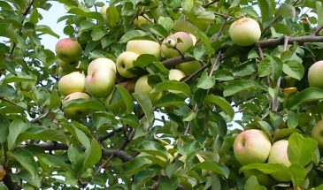 Мичуринский гигант: одна ветка Антоновки — и яблоки наливаются до 600 г, но сорт редкий