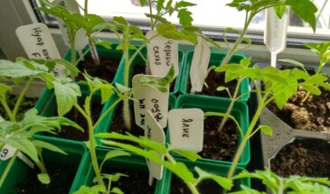 Пикировать томаты на Пасху: можно ли — одна хитрость, о которой молчат садоводы