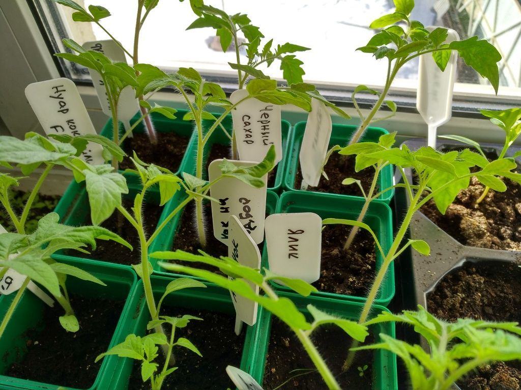 Пикировать томаты на Пасху: можно ли — одна хитрость, о которой молчат садоводы