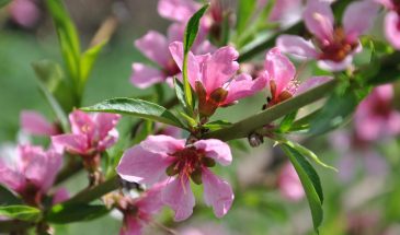 «Экзотика на даче»: 3 необычных дерева, которые приживутся в любом регионе и удивят соседей