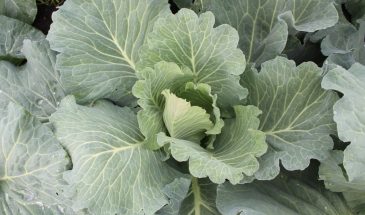 «Каменная голова», «Слава» и «Заполярье»: три сорта капусты, которые спасут урожай в 2026 — даже если всё остальное провалится