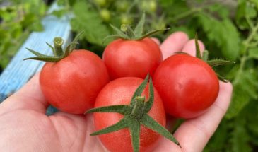 «Сладкие как конфеты»: томат, который хранится до ноября и просится в каждый огород