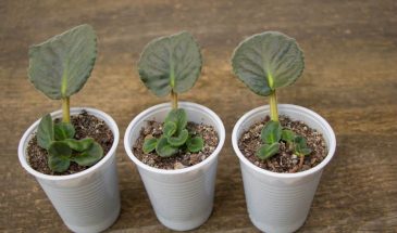 Не выбрасывайте! Старые листья фиалок дают второй урожай