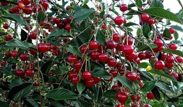 5 растений рядом с вишней: одно соседство — и урожай погибнет, а дерево зачахнет