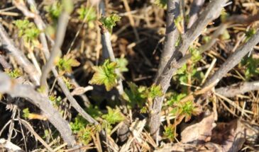 Можно ли ошпаривать смородину на Пасху: одна хитрость, которая спасёт урожай, если вы пропустили март