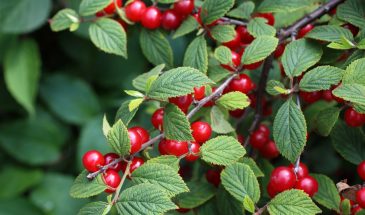 «Салют, Алиса, Натали»: сорта войлочной вишни, которые дают урожай даже в −35 °C