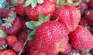 Сажайте с клубникой: 8 растений-компаньонов, которые удвоят урожай и отпугнут вредителей