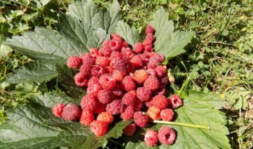 Можно ли подкармливать малину на Пасху: один прием с перегноем и ягоды становятся размером с наперсток