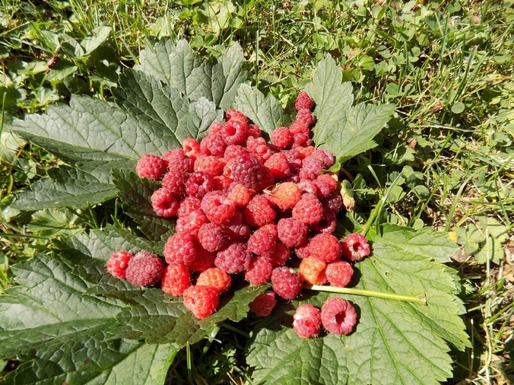 Можно ли подкармливать малину на Пасху: один прием с перегноем и ягоды становятся размером с наперсток