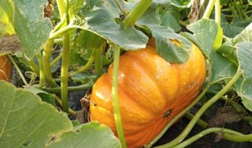 Как прищипнуть тыкву: секрет трёх гигантов на одной плети, который удивит