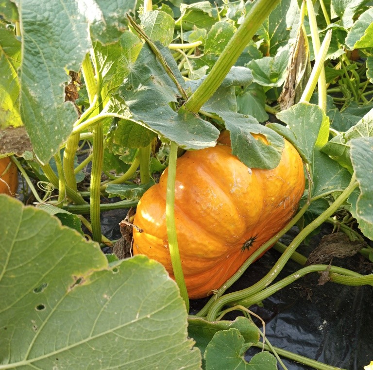 Как прищипнуть тыкву: секрет трёх гигантов на одной плети, который удивит