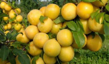 Жёлтая слива заливает сад золотом: популярные сорта дают урожай, который видно издалека