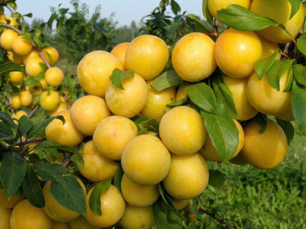 Жёлтая слива заливает сад золотом: популярные сорта дают урожай, который видно издалека