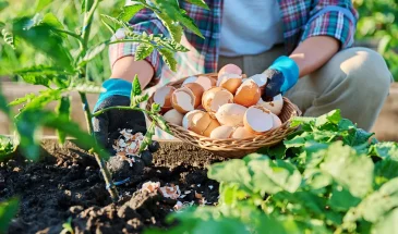 Не выбрасывайте в мусорку! Бесплатный «отход» из кухни, который спасёт томаты от гнили и даст урожай ведрами
