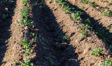 Посадка картофеля в мае 2026: одна ошибка с датой лишит вас половины урожая
