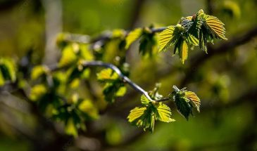 Круглые почки на смородине: один вредитель уничтожит весь урожай за неделю