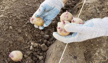 Что положить в лунку при посадке картофеля: фокус, который заставляет клубни расти быстрее